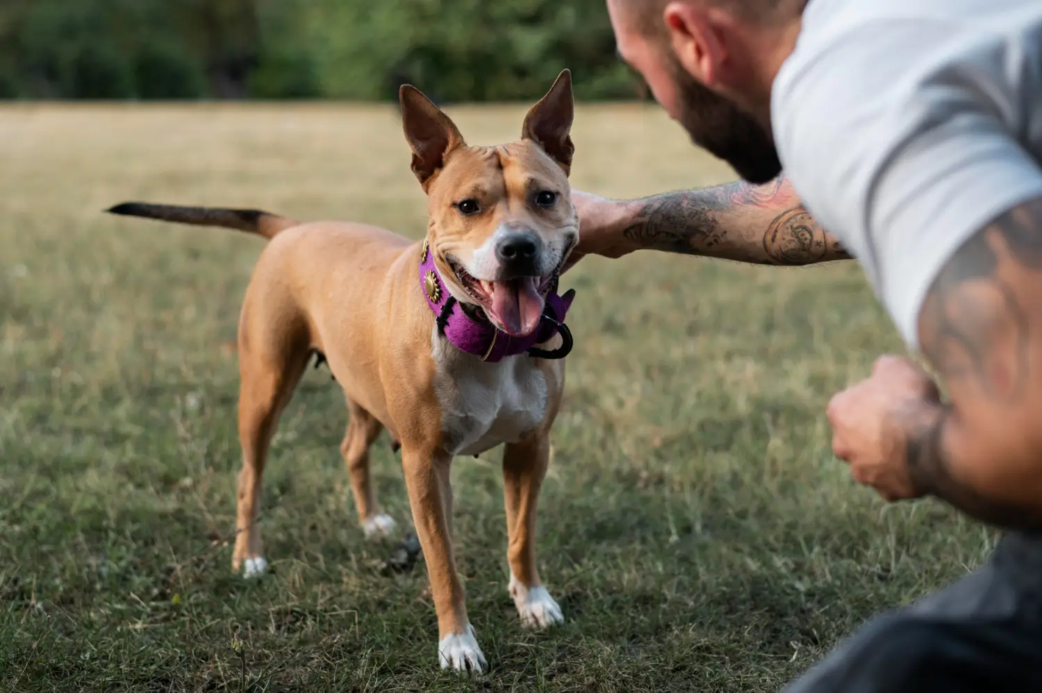 How to Choose the Best Dog Trainer in Humble, TX