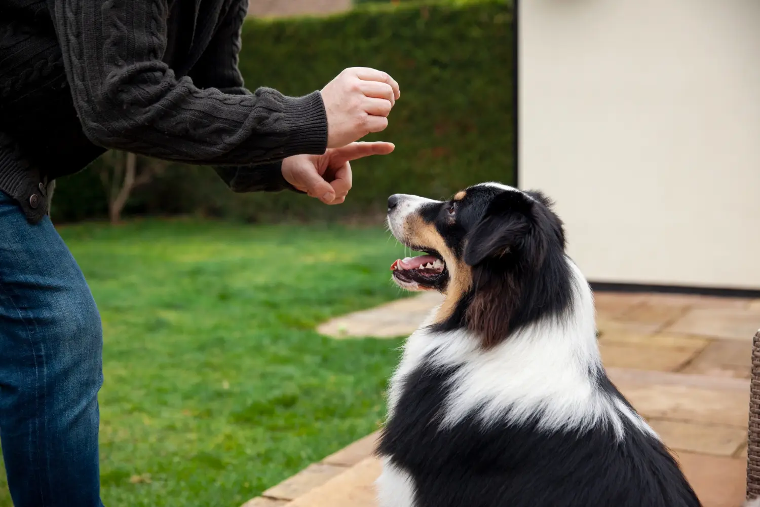 Is Board and Train Worth It? A Guide for Dog Owners in Humble, TX