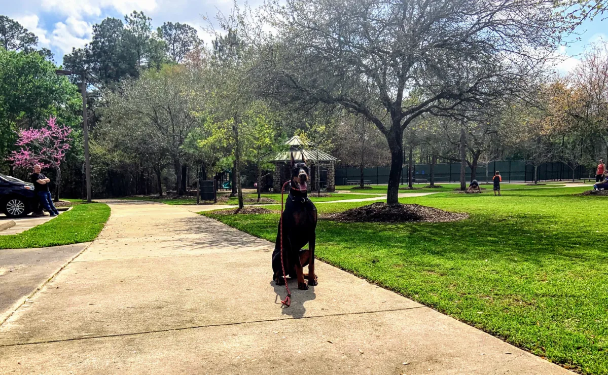 When Should You Start Puppy Training? A Guide for New Dog Owners in Humble, TX