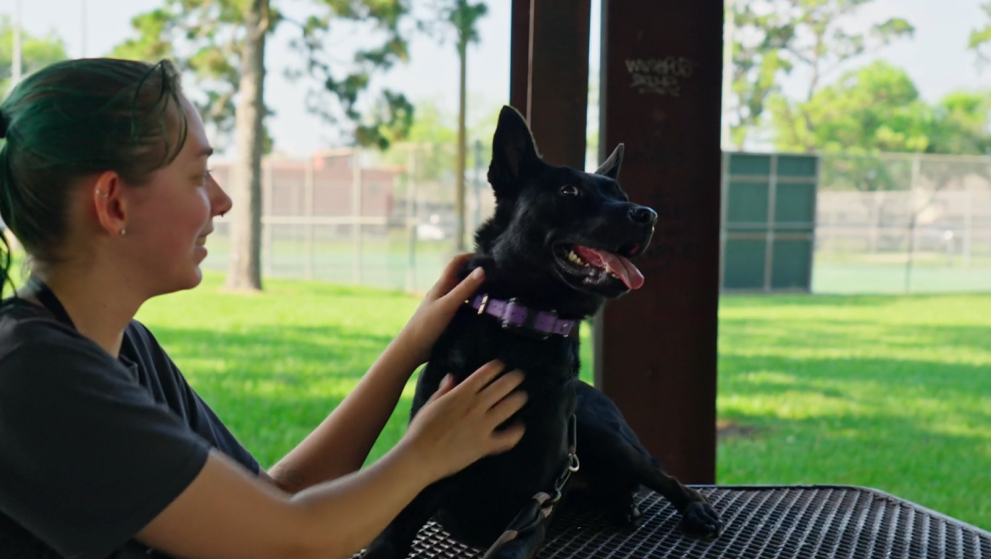 Why Your Dog Listens at Home but Not in Public